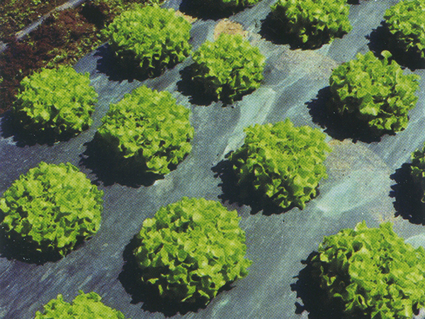 聚乙烯事業(yè)部